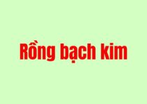Nuôi lô rồng bạch kim 5 ngày không bao giờ thua